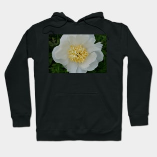 Precious White Peony Hoodie